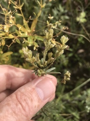 Lespedeza leptostachya