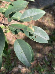 Triadica cochinchinensis