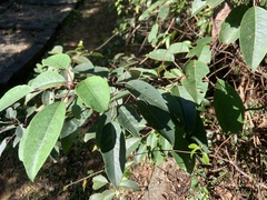 Triadica cochinchinensis