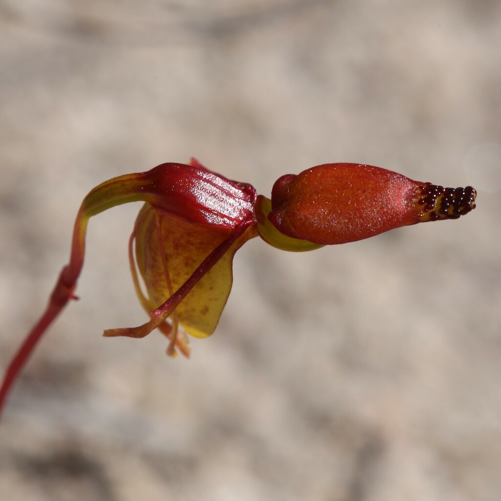 Caleana dixonii