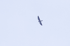 Falco amurensis