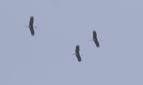 Asian Woolly-necked Stork