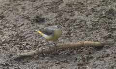 Motacilla cinerea