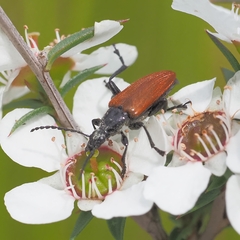 Lepturidea deplanchei