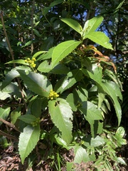 Sarcandra glabra