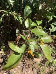 Sarcandra glabra