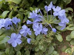 Plumbago auriculata