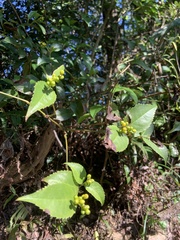 Sarcandra glabra
