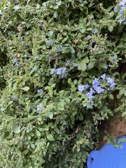 Plumbago auriculata