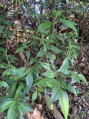 Sarcandra glabra