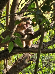 Macaca mulatta