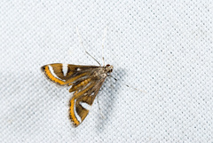 Strepsinoma croesusalis