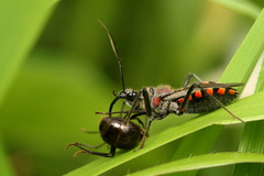Rhynocoris venustus