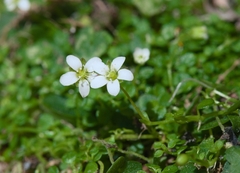 Arenaria balearica