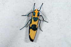 Chrysaeglia magnifica