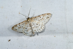Percnia suffusa
