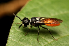 Philanthus loeflingi