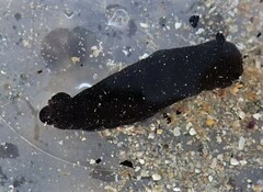 Dendrodoris nigra