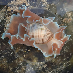 Hydatina physis