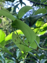 Smilax china