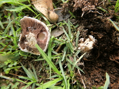 Agaricales