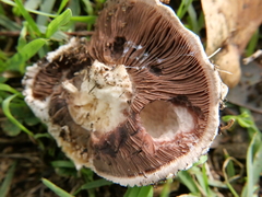 Agaricales