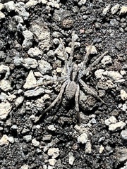 Hogna hawaiiensis