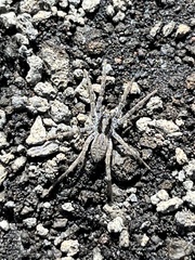 Hogna hawaiiensis