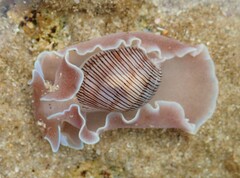 Hydatina physis