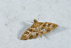 Sameodes cancellalis