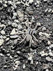Hogna hawaiiensis