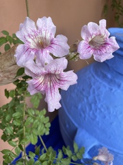Podranea
