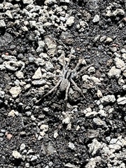 Hogna hawaiiensis