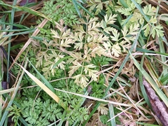 Anthriscus cerefolium