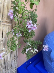 Podranea
