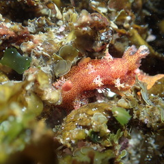 Plocamopherus imperialis