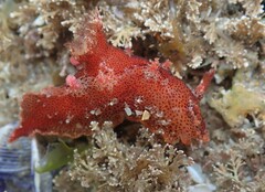 Plocamopherus imperialis