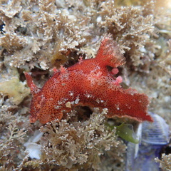 Plocamopherus imperialis