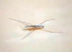 Aquarius paludum paludum
