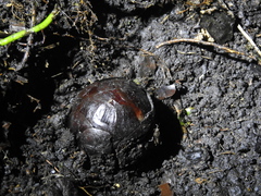 Rafflesia rochussenii