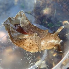 Aplysia sydneyensis