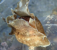 Aplysia sydneyensis