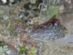Aplysia sydneyensis