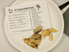 Steccherinum bourdotii