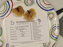 Lentinellus micheneri