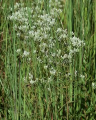 Eupatorium leucolepis