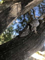 Sceloporus torquatus