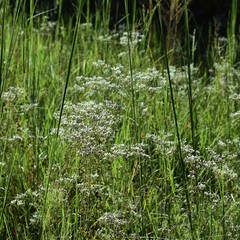 Eupatorium leucolepis
