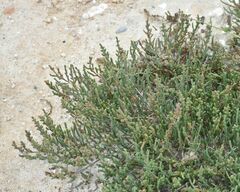 Arthrocaulon macrostachyum