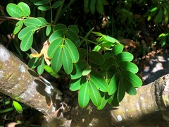 Senna pendula glabrata